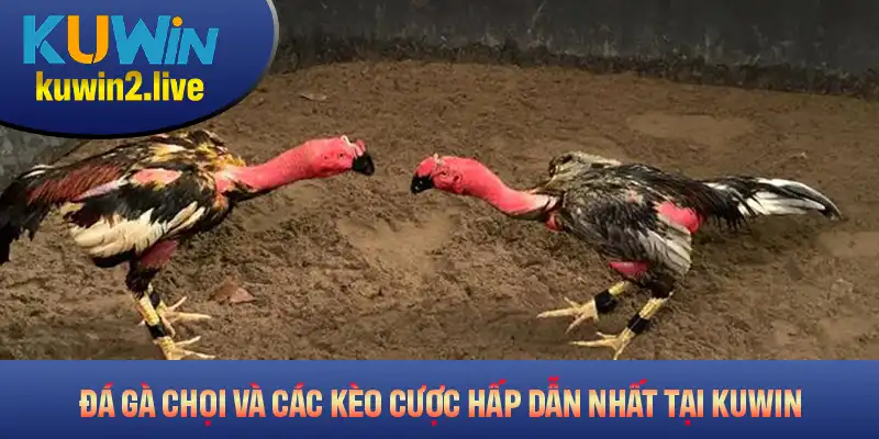 Đá Gà Chọi Và Các Kèo Cược Hấp Dẫn Nhất Tại Kuwin