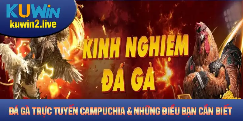 Đá Gà Trực Tuyến Campuchia Và Những Điều Bạn Cần Biết
