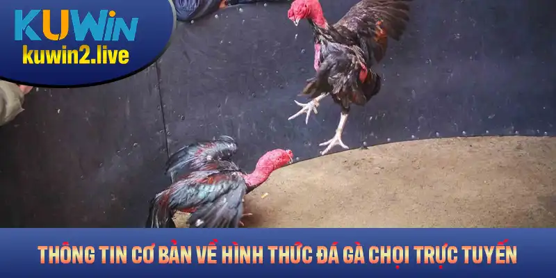 Những thông tin cơ bản về hình thức đá gà chọi trực tuyến