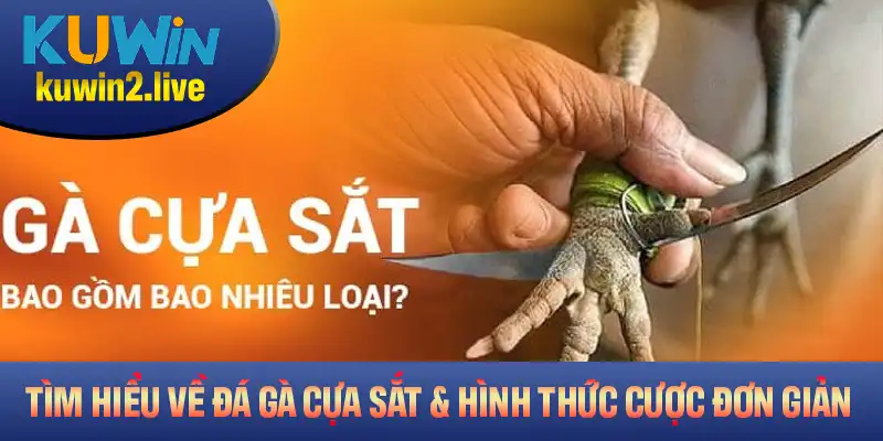 Tìm Hiểu Về Đá Gà Cựa Sắt Và Hình Thức Cược Đơn Giản