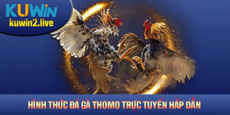 Hình thức đá gà Thomo trực tuyến hấp dẫn và những điều bạn chưa biết