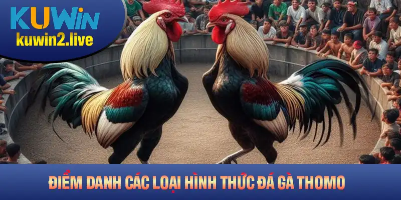 Điểm danh các loại hình đá gà thomo hấp dẫn nhất
