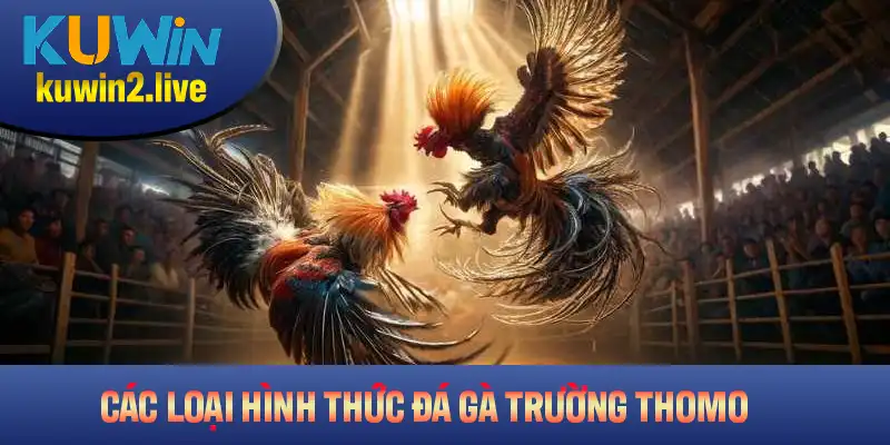 Các loại hình đá gà trường Thomo nổi bật nhất