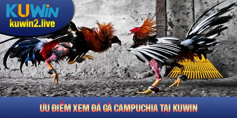 Những ưu điểm khi xem đá gà Campuchia tại nền tảng Kuwin