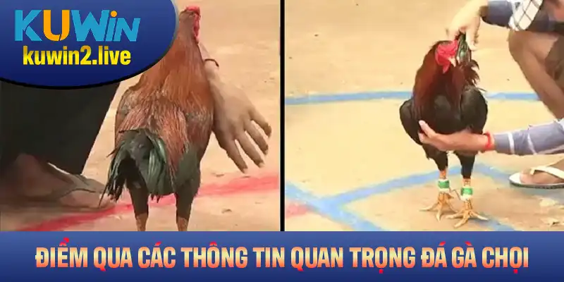 Điểm qua các thông tin quan trọng của hình thức đá gà chọi