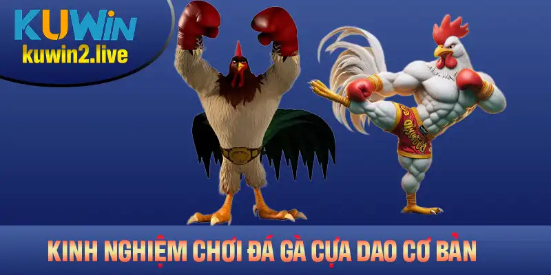 Các kinh nghiệm chơi gà đá cựa dao cơ bản mọi người cần nhớ