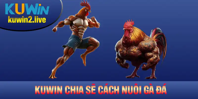 Kuwin chia sẻ các lưu ý cần thiết trong cách nuôi gà đá