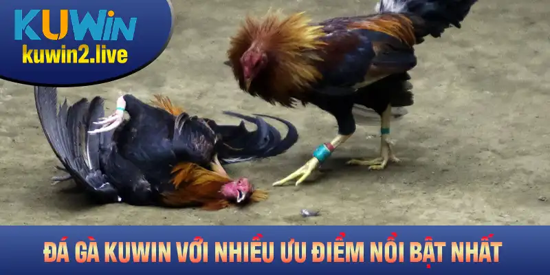 Đá Gà Kuwin Với Nhiều Ưu Điểm Nổi Bật Bạn Nên Biết
